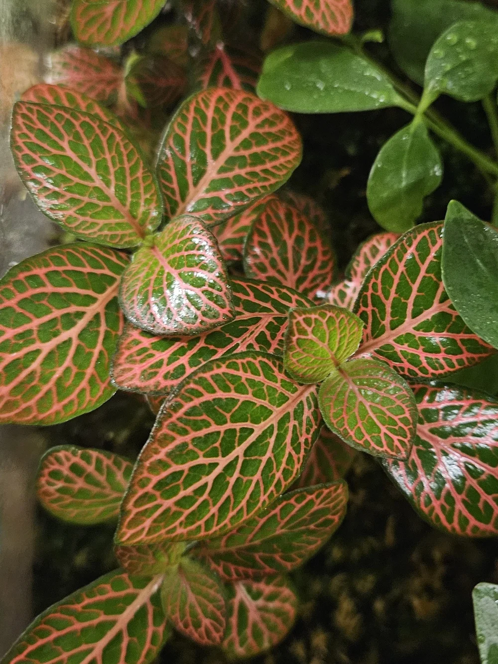 Pink and Green Fittonia Leaf Accent - Home Accents